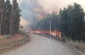 www.prensaciudadana.cl-corte-suprema-ordena-a-la-intendencia-y-gobernaciones-incluir-a-empresas-forestales-en-definicion-de-estrategias-de-seguridad-en-la-araucania-forestales