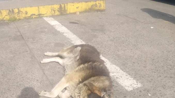 www.prensaciudadana.cl-tiburon-el-perro-que-sufre-con-la-muerte-de-su-dueno-en-temuco-tiburon