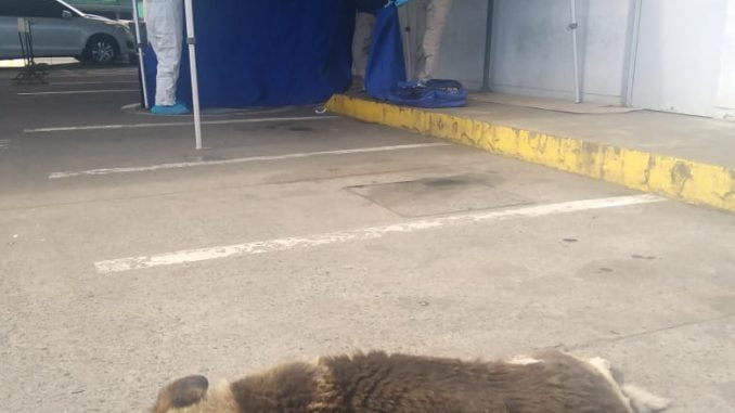 www.prensaciudadana.cl-tiburon-el-perro-que-sufre-con-la-muerte-de-su-dueno-en-temuco-whatsapp-image-2020-09-23-at-11.49.38
