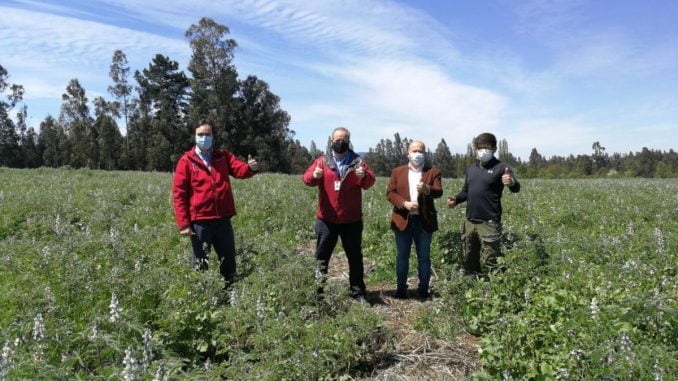 www.prensaciudadana.cl-cooperativa-agricola-exportadora-de-maquehue-lleva-lupino-amargo-al-continente-europeo-cooperativa-wull-agro