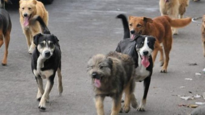 www.prensaciudadana.cl-abandono-de-canes-aumento-significativamente-durante-la-pandemia-si-construyeramos-un-refugio-con-capacidad-para-mil-perritos-manana-se-llena-perritos-temuco