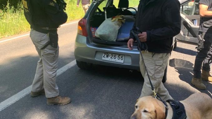 www.prensaciudadana.cl-pdi-saca-de-circulacion-mas-de-8-mil-dosis-de-cocaina-y-305-plantas-de-cannabis-cannabis