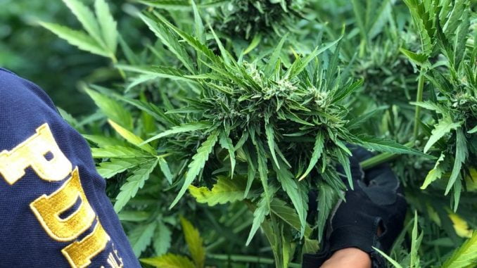 www.prensaciudadana.cl-formalizadas-dos-mujeres-detenidas-durante-operativo-en-ercilla-que-mantenian-cultivos-de-droga-detenidas-dos-mujeres