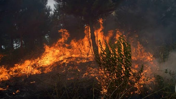 www.prensaciudadana.cl-formalizan-a-hombre-que-inicio-incendio-que-afecto-30-hectareas-en-los-sauces-los-sauces
