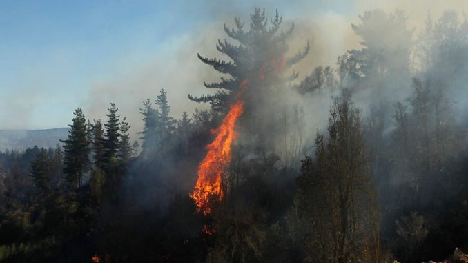 www.prensaciudadana.cl-incendios-forestales-mantienen-a-ercilla-y-collipulli-en-alerta-roja-y-en-alerta-amarilla-a-galvarino-incendio-forestal-alerta
