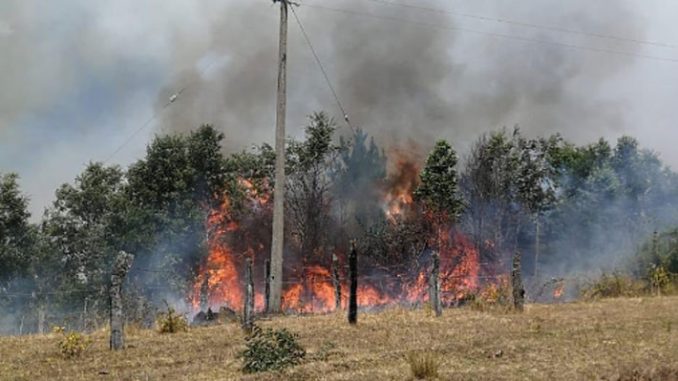 www.prensaciudadana.cl-la-araucania-en-alerta-temprana-preventiva-por-incendios-forestales-la-araucania-victima