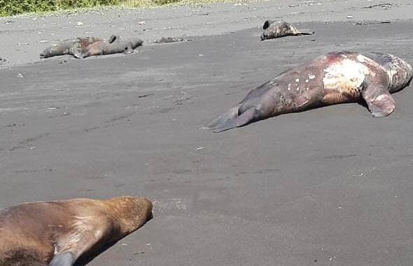 animalista-denuncia-que-lobos-marinos-agonizan-en-playa-de-carahue-sin-recibir-asistencia-medica-whatsapp-image-2021-02-15-at-6.45.05-am