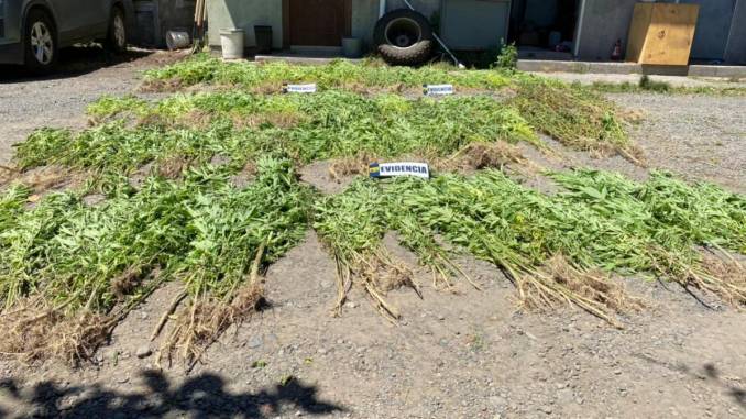 brigada-antinarcoticos-saca-de-circulacion-cerca-de-1-millon-400-mil-dosis-de-cannabis-en-nueva-imperial-whatsapp-image-2021-02-05-at-9.41.33-pm