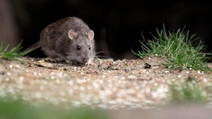 confirman-primer-caso-de-hantavirus-en-la-araucania-en-2021-hantavirus