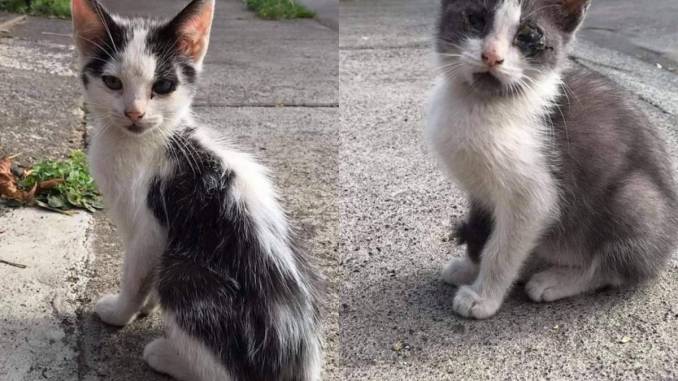gatitas-abandonadas-en-temuco-necesitan-hogar-whatsapp-image-2021-02-18-at-8.20.41-am