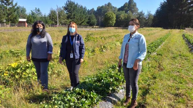 indap-implementa-estrategia-de-proyectos-integrados-para-dar-impulso-a-pequena-agricultura-campo1