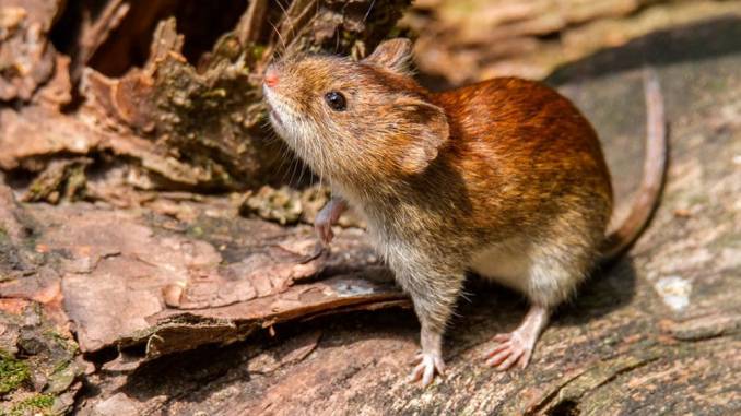 Es-el-hantavirus-una-nueva-amenaza-1000x600