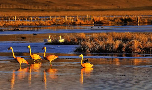 participa-en-la-segunda-version-del-concurso-nacional-de-fotografia-sobre-conservacion-de-humedales-en-chile-humedal-foto