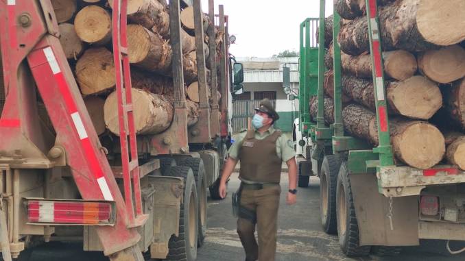 un-carabinero-herido-en-operativo-de-incautacion-de-camiones-de-madera-carabineros
