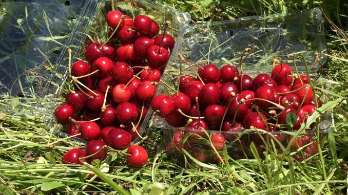 a-traves-de-un-catastro-online-se-propone-ayudar-a-potenciar-la-fruticultura-en-la-araucania-cerezas