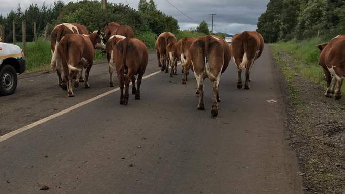 animales-en-las-calles