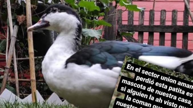por-favor-no-se-la-coman-era-el-desesperado-llamado-de-una-familia-de-union-amanecer-pepita