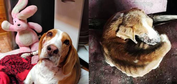 adopciones-y-rescate-animal-en-temuco-no-compres-adopta-historia-de-lulu