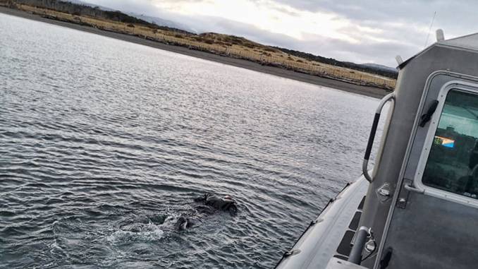 buscan-intensamente-a-pescador-desaparecido-en-nehuentue-pescador-desaparecido