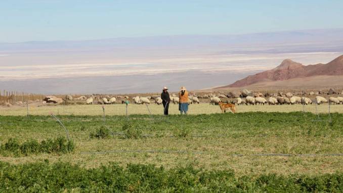 Pequeña agricultura en San Pedro de Atacama