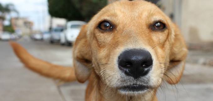 temuco-y-la-sobrepoblacion-de-perros-callejeros-perrin