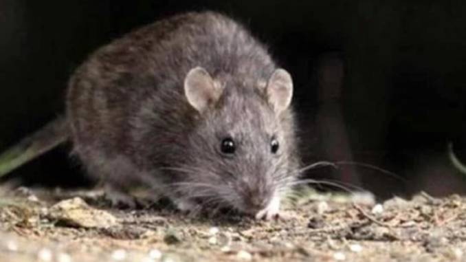 confirmado-cuarto-caso-de-hantavirus-en-la-region-hanta