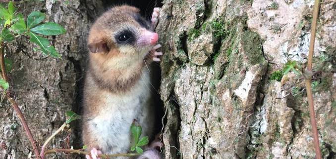 el-monito-de-monte-esta-desapareciendo-del-nielol-monito