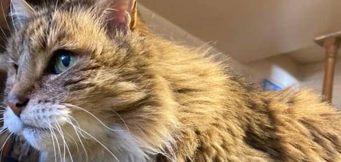 por-que-agosto-es-el-mes-de-los-gatos-kenita