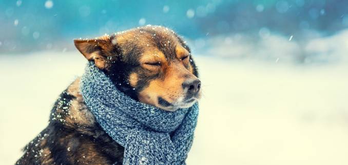 que-raza-de-perro-es-recomendable-tener-en-temuco-perroconfrio