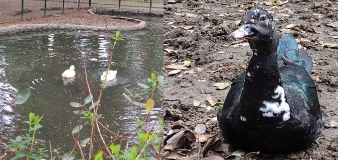 al-agua-pato-dicen-todavia-los-plumiferos-habitantes-de-la-laguna-del-german-becker-patitos