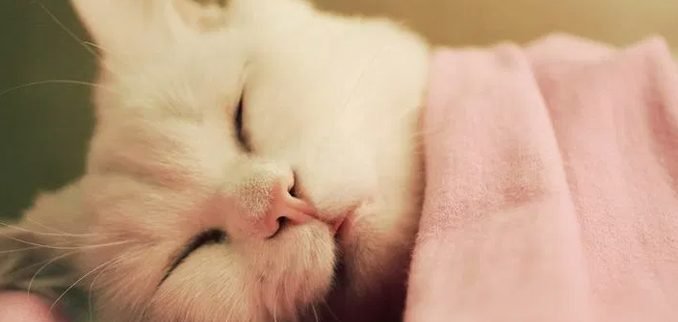 continua-investigacion-contra-clinica-veterinaria-recabarren-de-temuco-gatito