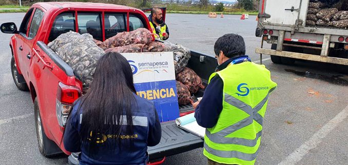 decomisados-800-kilos-de-cholga-en-veda-en-temuco-cholgas