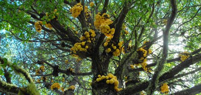 diguenes-un-manjar-de-la-araucania-arboldiguene