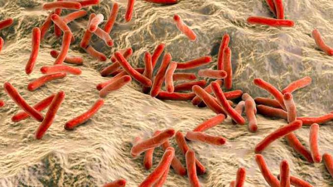 mycobacterium leprae