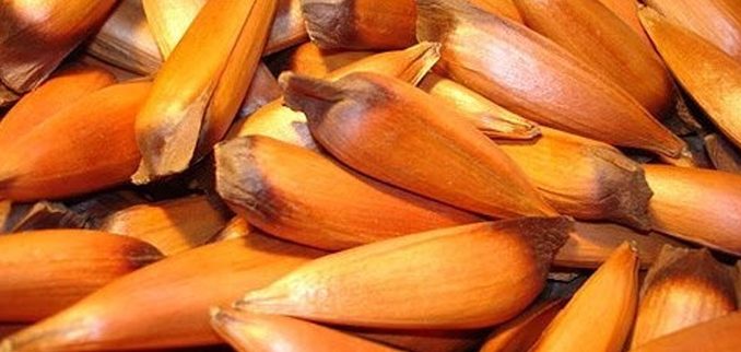 patrimonio-culinario-las-sopaipillas-de-pinon-de-la-araucania-pinonmapuche
