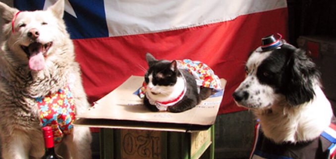 un-18-seguro-con-nuestras-mascotas-pewitos2
