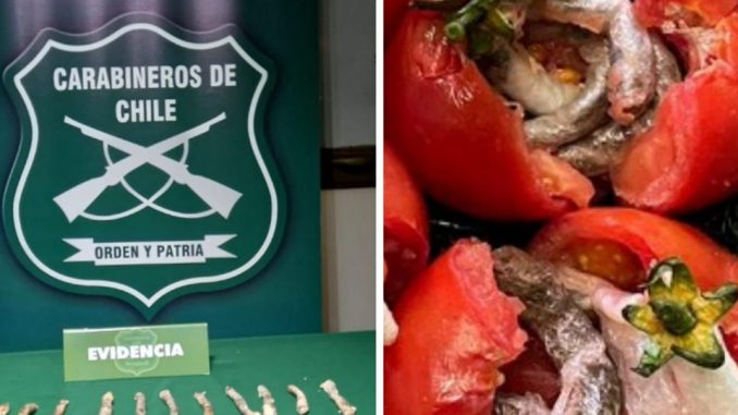 detienen-a-mujer-por-ingresar-droga-en-tomates-a-carcel-de-temuco-tomatescondroga