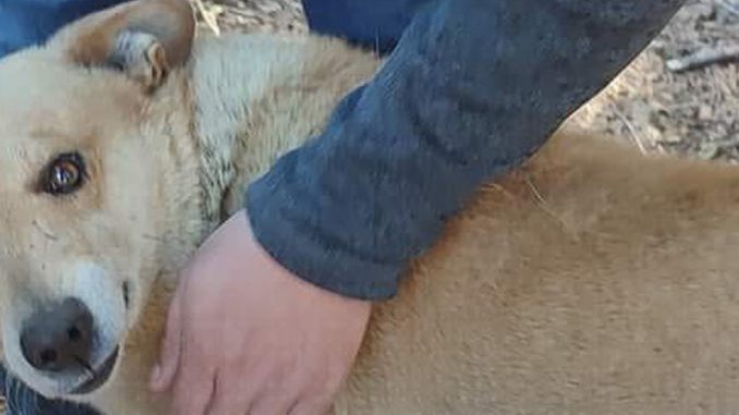 fue-hallado-el-maquina-el-perrito-que-fue-llorado-por-la-familia-de-carahue-elmaquina