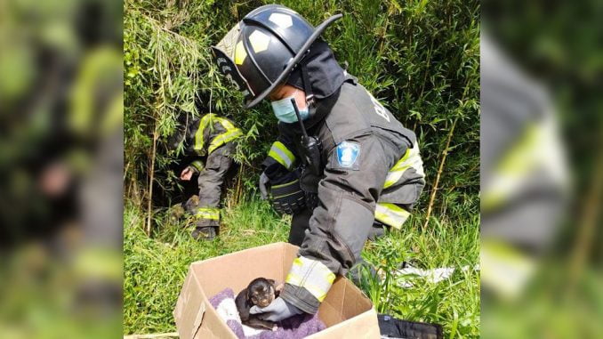 bomberos-rescato-perritos-atrapados-en-cueva-en-lautaro-bomberos-perritos