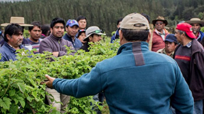 cooperativa-mapuche-rewe-logro-terminar-con-el-circulo-de-la-pobreza-en-cholchol-rewe-1