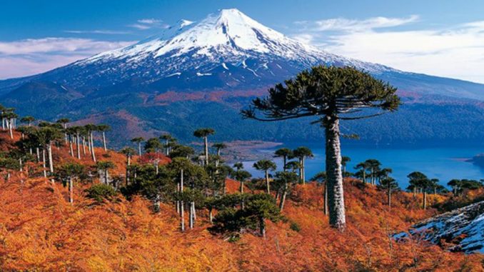 parque-nacional-conguillio-donde-vive-la-araucaria-mas-antigua-del-planeta-parque1