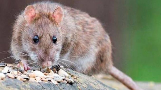 hantavirus-en-temuco-prevenir-antes-que-lamentar-raton-hanta