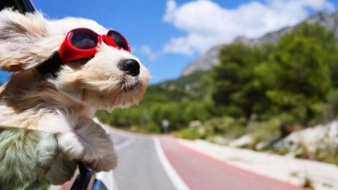 cinco-consejos-para-ir-de-vacaciones-con-tu-perro-en-la-araucania-vacaciones-perritos