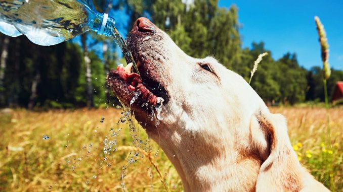 conoce-las-5-enfermedades-tipicas-de-tu-perro-en-verano-cachupin2