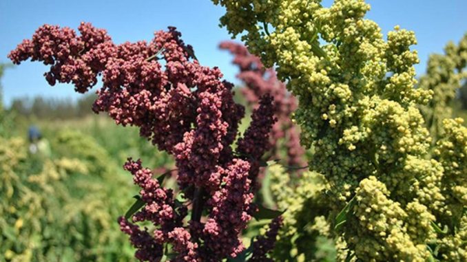 quinoa1