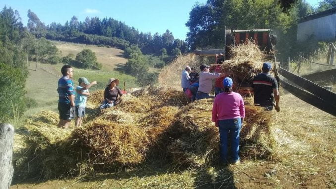 este-fin-de-semana-hubo-trilla-en-puerto-saavedra-trilla