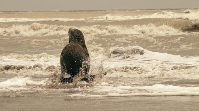veraneantes-de-puerto-saavedra-sorprendidos-con-la-presencia-de-lobo-marino-lobo-marino-budi
