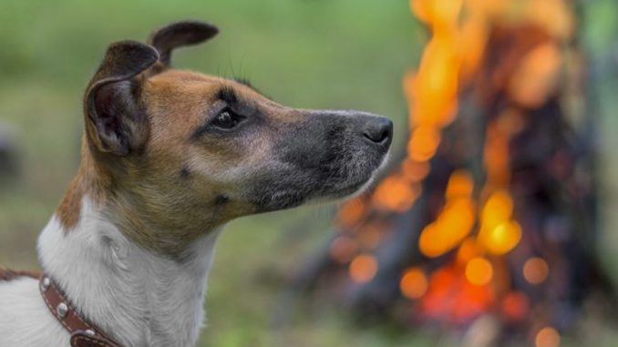 como-cuidar-a-tu-mascota-en-caso-de-incendio-forestal-perro-incendio