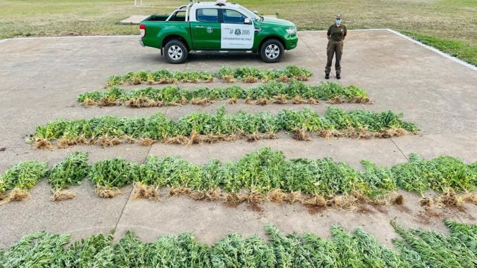 detenidas-en-pidima-2-personas-con-mas-de-un-centenar-de-plantas-de-marihuana-trafico1