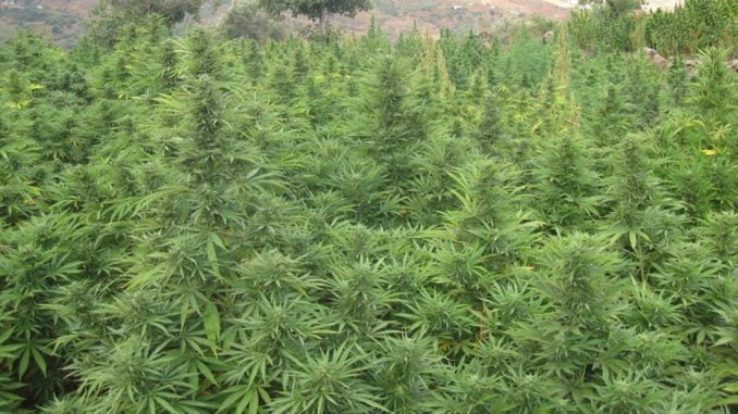 carabineros-encuentra-en-renaico-una-plantacion-de-marihuana-mucha-marihuana